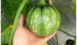 娱乐小葱花吃瓜,揭秘娱乐圈那些不为人知的幕后故事